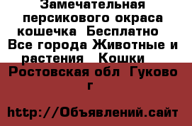 Замечательная персикового окраса кошечка. Бесплатно - Все города Животные и растения » Кошки   . Ростовская обл.,Гуково г.